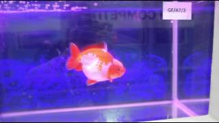 AQUARAMA 2013 GOLDFISH [upl. by Izmar334]