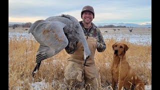 Sandhill Crane Hunting in Utah 2023 [upl. by Lilias44]