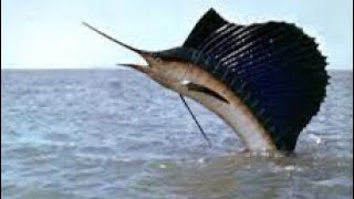 The Sailfish Fastest Animal Underwater [upl. by Kcaj]