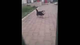 el video del perro ladrando al reves original y invertido [upl. by Ringler]