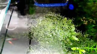 Riccia Fluitans Floating Aquarium Plant [upl. by Jacinda802]