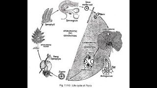 Pteris Life Cycle 2017 HD [upl. by Hibbitts523]