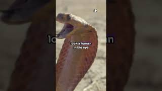 Cobras Are Amazing viralvideo facts animalcuriosities animalfacts wildlife [upl. by Sirahc]