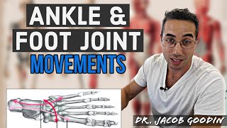 Ankle amp Foot Joint Anatomy Joint Movements [upl. by Theall]