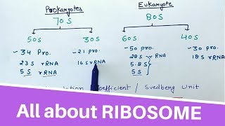 All about RIBOSOME [upl. by Eaj]