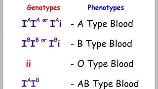 Blood Types and Punnett Squares [upl. by Ikkaj]