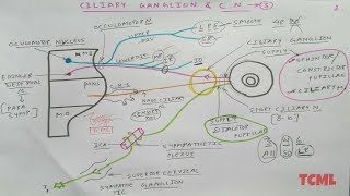 Ciliary Ganglion and Oculomotor Nerve  2  NeuroAnatomy  TCML [upl. by Aggappera352]