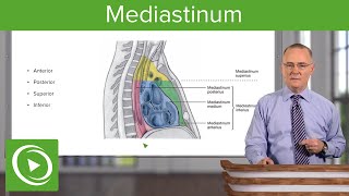 Mediastinum Lungs mediastinum and cardiac valves – Anatomy  Lecturio [upl. by Rother132]