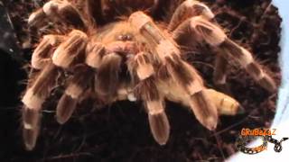 Acanthoscurria geniculata L10 attacking worms [upl. by Eirovi]