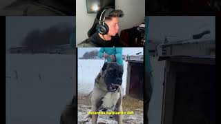 Los PERROS grandes son PELIGROSOS humor sigma viral reaction [upl. by Yelsehc]