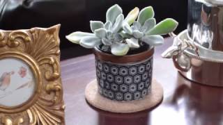 5 Things You Didnt Know About Succulents  Echeveria Pulvinata Frosty [upl. by Barbour]