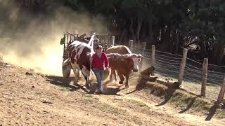 Carreta de Bueyes cargada con Leña  para la cosina del Campo [upl. by Enelime51]