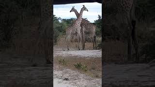 Moremi Game Reserve  Botswana [upl. by Evania]