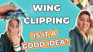 The PROBLEMS with Wing Clipping [upl. by Elinor420]