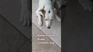 Names and breeds dogs cute huskies Mastiff commondog [upl. by Notna]