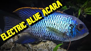 DONT get an ELECTRIC BLUE ACARA until you have seen this VIDEO [upl. by Gualterio]