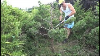 Jak zrobić drzewko Bonsai Formowanie Jałowca w bonsai Niwaki topiary [upl. by Eeryn]