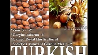 Turkish Filbert Turkish Hazelnut  Corylus colurna TREE Seeds on wwwMySeedsCo [upl. by Eppillihp]