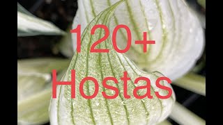 Hostas 120 varieties Some with prices from different stores and descriptions [upl. by Ayyidas]