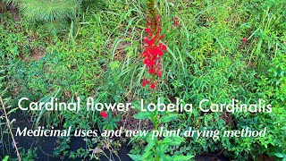 Cardinal Flower Lobelia Cardinalis medicinal uses and new drying method [upl. by Kay]