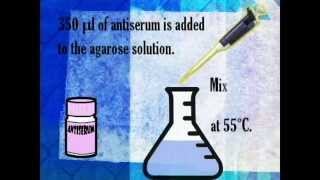 Rocket immunoelectrophoresis [upl. by Elli]