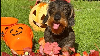 Dachshund Teddys speedy bucket chase 😃 TeddyTheDachshund [upl. by Claudette]