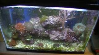 My 10 Gal Nano Reef Day 270 Update [upl. by Annaeirb]