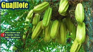 Cortando GUAJILOTE y otras frutas en la Mixteca Baja Oaxaqueña 🌳 🍆 [upl. by Bracci]