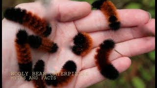 THE WOOLLY BEAR CATERPILLARMYTHS and FACTS with Chris Walklet [upl. by Reiche]