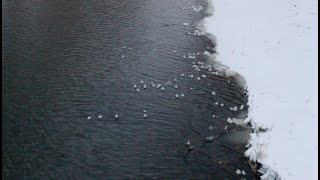 Floating snowballs in Amsterdam channels 2021 Bolas de nieve flotantes  Drijvende sneeuwballen [upl. by Atsahs]