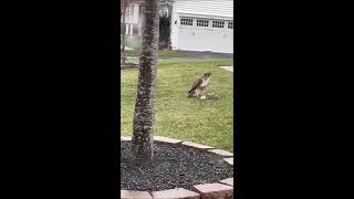 Hawk grabs squirrel then flies off with it [upl. by Solakcin82]