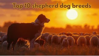 🐕 Top 10 Epic Shepherd Dog Breeds 🐾 Loyal Guardians amp Energetic Workers 🚜 [upl. by Franek]