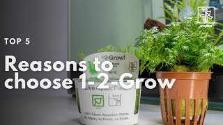 Top 5 Reasons to Choose 12Grow  In vitro  Tissue Culture aquarium plants [upl. by Ennovi891]