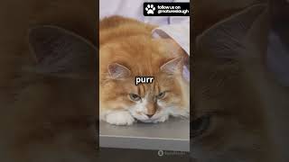 Why Do Cats Purr  KIT  Whiskas UK [upl. by Krenn]