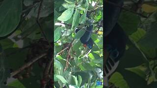 Rufousnecked Hornbill shorts short shortvideo shortsvideo shortsfeed birds nature shortfeed [upl. by Karsten673]