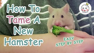 How To Tame Your Hamster [upl. by Elocaj]