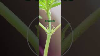 How to Identify a male cannabis and female cannabis plant [upl. by Oetam]