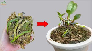 Amazing  Just follow this method your orchid will revive and bloom all year round [upl. by Bayer]