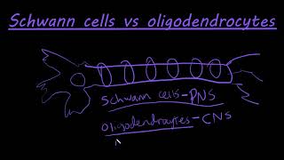 The difference between schwann cells and oligodendrocytes [upl. by Mimi]