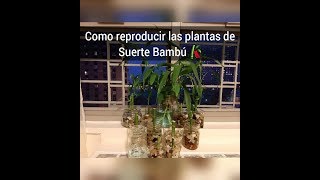 ¿Como Reproducir las plantas de Bambú🎋 En aguaLuckyPlantas de la suerte [upl. by Christina]