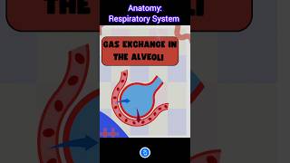 Anatomy Respiratory System  Gas Exchange in the Alveoli [upl. by Mcgruter]