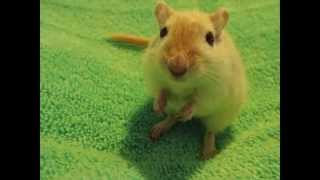 Way too cute   gerbil pictures [upl. by Hadden]