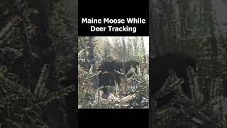 MAINE HUNTER RUNS INTO MOOSE [upl. by Malonis]