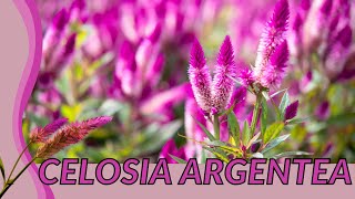 The CELOSIA ARGENTEA Guide For Everyone quotCockscombquot [upl. by Ida29]