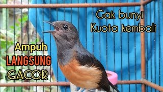 MURAI BETINA GACOR UNTUK PANCINGAN PENGGACOR MURAI BATU YANG SUSAH BUNYI DAN SUSAH BONGKAR ISIAN [upl. by Horst]