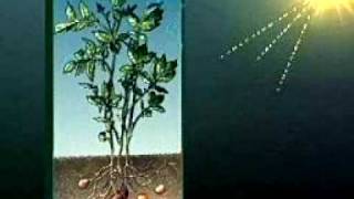 What is photosynthesis [upl. by Meek]