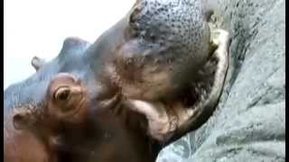 ► La petite friandise des hippopotames [upl. by Remas759]