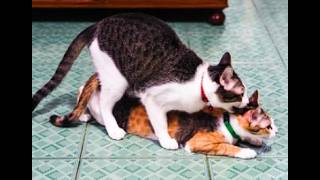 Decoding Feline Reproduction The Truth About the Do cats get stuck when mating [upl. by Eyr]