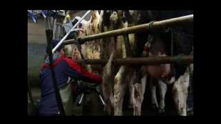 Product Demonstration The Cow Tail Lifter [upl. by Eltsirhc]