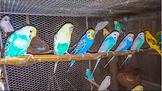 Budgerigar Bird Rearing In Bangla  Budgerigar Pakhi Palon Poddoti [upl. by Bever]